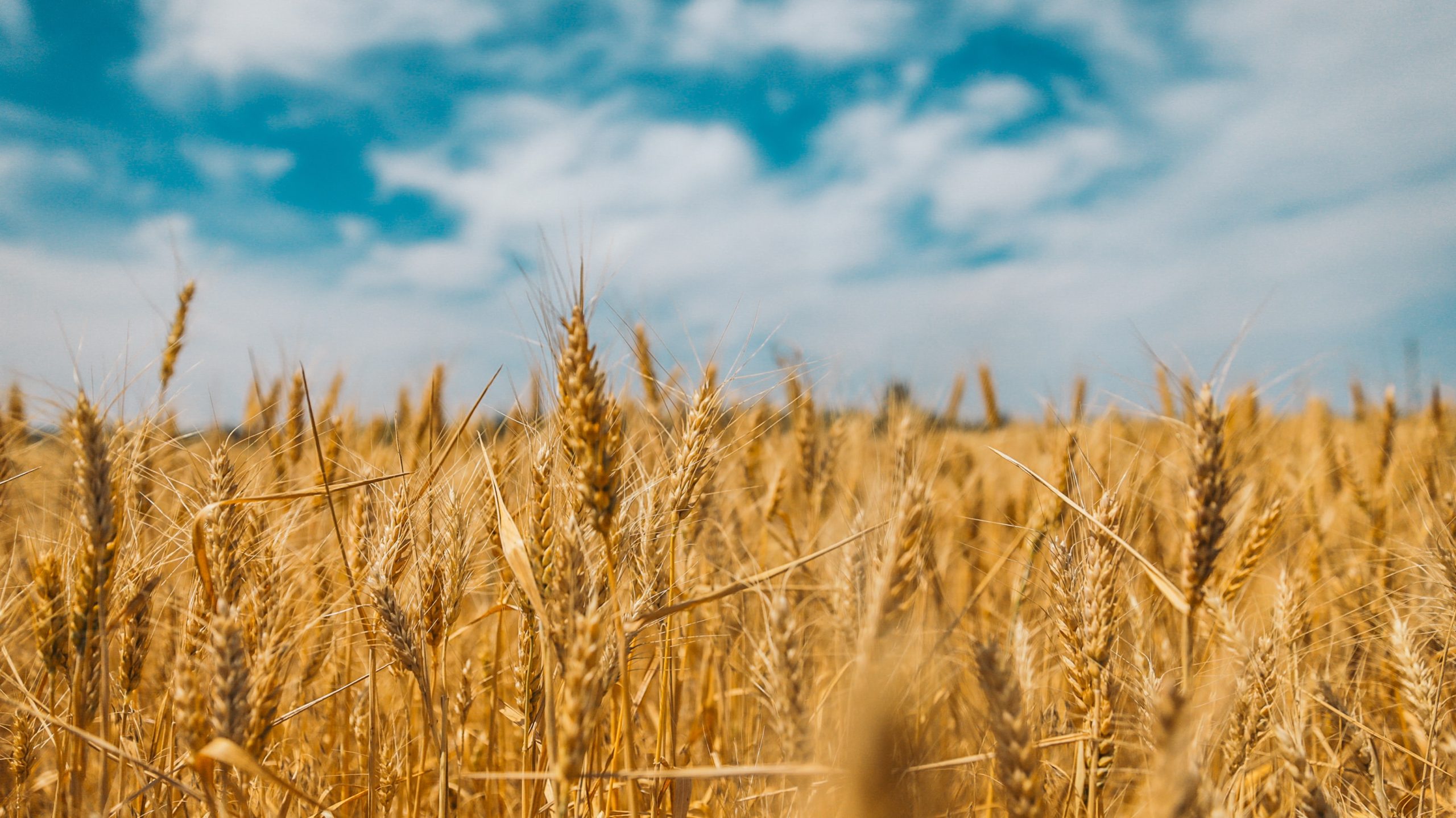 A field of wheat beneath a blue sky